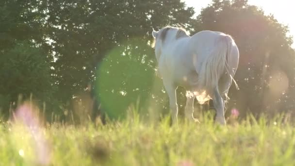 Ein Schönes Weißes Pferd Geht Auf Einer Grünen Wiese Vor — Stockvideo