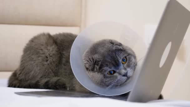一只生病的灰猫在手术后看着笔记本电脑监视器 苏格兰塔比猫 — 图库视频影像