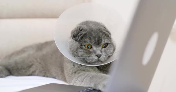 病気の灰色の猫が手術の後に残り 彼はラップトップを見ています スコットランドのタビー猫は獣医クリニックを訪問した後 — ストック動画