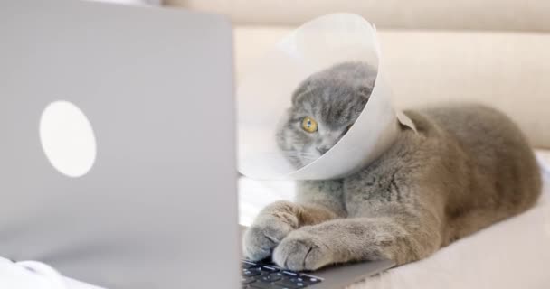 Een Kat Een Medische Halsband Kijkt Naar Een Laptop Een — Stockvideo