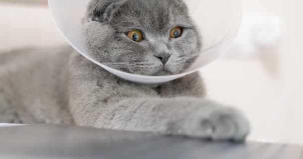 Gato Gris Enfermo Mira Monitor Portátil Después Cirugía Gato Tabby — Vídeos de Stock