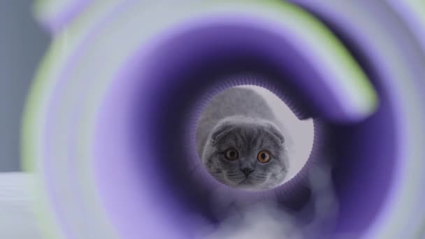 Γκρι Γάτα Της Σκωτίας Παίζει Κρυφτό Στο Λαβύρινθο Χνουδωτό Κατοικίδιο — Αρχείο Βίντεο