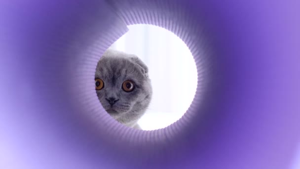 Scottish Cat Yellow Eyes Playing Hide Seek Tunnel Pet Having — Stock Video