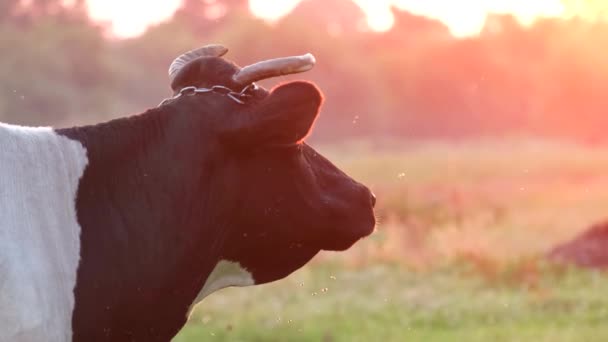 一头黑白的奶牛站在美丽的阳光背景下的草地上 奶牛在地里吃草 — 图库视频影像