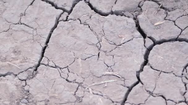 Suelo Gris Muy Seco Agrietado Sequía Calentamiento Global Los Problemas — Vídeo de stock