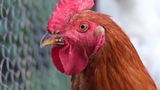 在笼底背景上的红鸡头像特写 村里的小鸡在繁殖 鸡的肉和蛋品种 — 图库视频影像