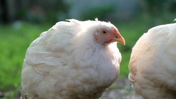 Pollos Granja Pollos Engorde Granja Avícola Cría Razas Huevos Gallinas — Vídeo de stock