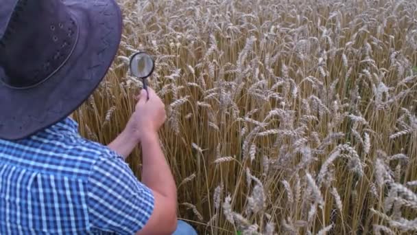 帽子の農学者は虫眼鏡を通して小麦の耳を調べます 害虫のための小麦の研究 農学者の学生が小麦の耳を調べる — ストック動画