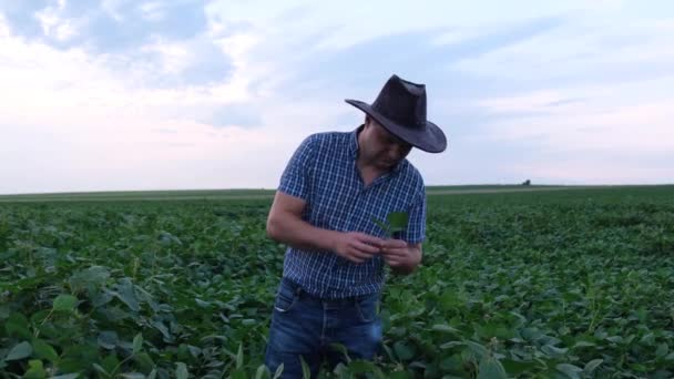 Amerikaanse Boer Met Een Cowboyhoed Tussen Plantages Van Landbouwgewassen Jonge — Stockvideo