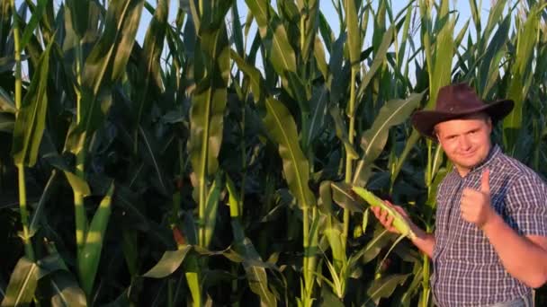 日没時にトウモロコシ畑の農家 農家は縞模様のシャツを着て親指を立てる 食品野菜 — ストック動画