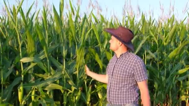 若い農家は緑のトウモロコシ畑を歩き 病気のトウモロコシを探します 若い農学者はトウモロコシ畑を歩く — ストック動画