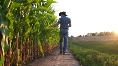 Genç bir mısır tarlasında yürüyen bir çiftçinin gün batımında filizlenmeyi incelemesi. Genç bir tarım uzmanı gün batımında mısır tarlasında yürüyor..
