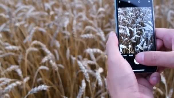 Makro Strzał Ucha Pszenicy Przy Użyciu Smartfona Człowiek Fotografuje Zboża — Wideo stockowe