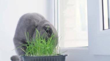 Gri bir kedi pencere kenarında otururken yeşil yulaf filizi yer. Yakın çekim görünümü.