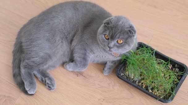 Potret Kucing Tabby Skotlandia Yang Makan Gandum Hijau Segar Yang — Stok Video