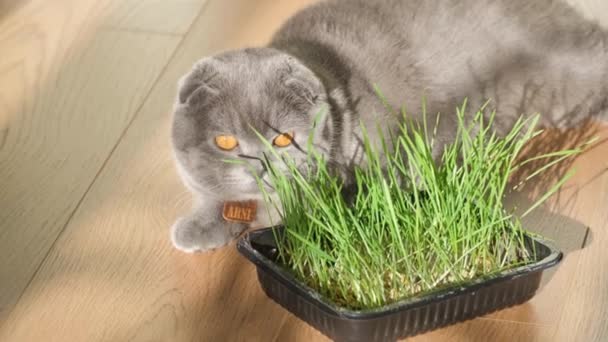 Owies Ukośny Dla Zdrowia Kotów Szary Kot Lubi Jeść Zieloną — Wideo stockowe