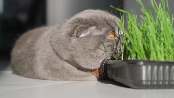 귀여운 고양이 바닥에 스코틀랜드 고양이가 먹는다 고양이에 비타민 — 비디오