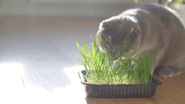 고양이는 이돋아나는 동물용 비타민 먹는다 동물의 면역력을 강화하는 — 비디오
