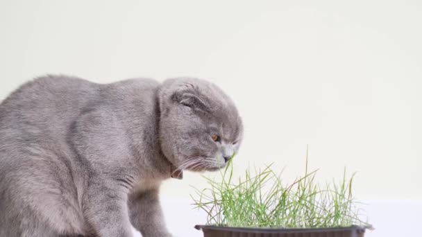 苏格兰猫在灰色背景下吃新鲜的绿草 猫缺乏维生素 猫的健康 — 图库视频影像