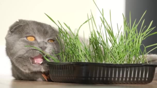 新鮮な発芽した緑の小麦を食べるスコットランドのタビー猫の肖像画 国内の猫は植木鉢で育てられた緑の草の芽を食べる 猫用ビタミン — ストック動画