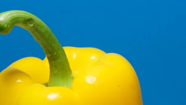 青い背景に緑色のポッドを持つ明るい黄色のコショウのクローズアップ マクロ写真 野菜の健康食品のコンセプト — ストック動画