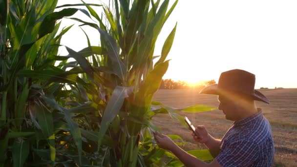 若い農家がスマートフォンでトウモロコシの収穫の写真を撮る アメリカの農家の仕事 — ストック動画