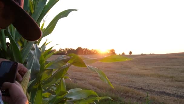Farmer Niebieskiej Koszuli Kapeluszu Robi Zdjęcia Kukurydzy Smartfonie Praca Rolnika — Wideo stockowe