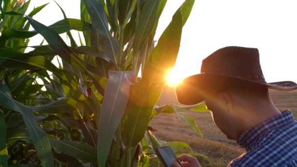 農家はトウモロコシの収穫を見せ スマートフォンで写真を撮る 作物を生態学的に栽培する 4Kビデオ — ストック動画