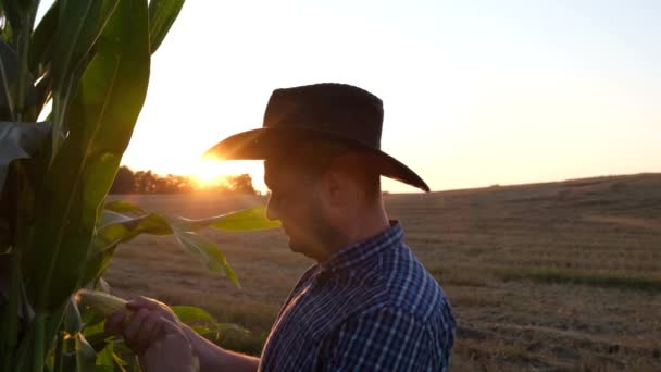 帽子を被った白人農家は新鮮な有機トウモロコシの穂軸を手に持っている ミステリー ケアの概念 高品質4Kビデオ — ストック動画