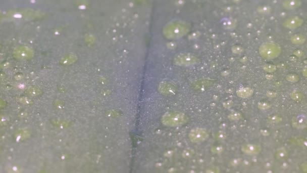Piękne Krople Czystej Wody Deszczowej Zielonych Liściach Makro Piękna Faktura — Wideo stockowe