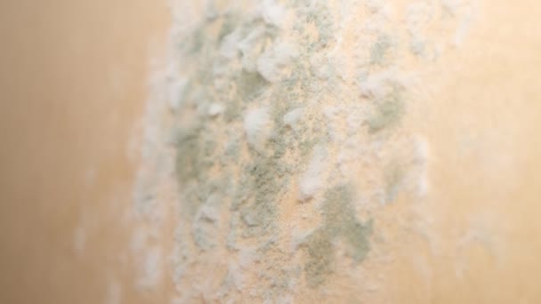 Mucegaiul Mucegaiul Perete Sunt Vopsite Culoare Reproducerea Ciupercilor Perete Excesul — Videoclip de stoc