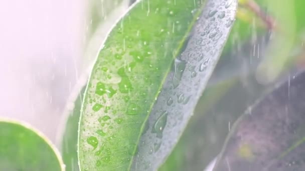 Збільшення Кількості Води Падає Зелений Лист Рослини Обприскування Зволоження Рослин — стокове відео