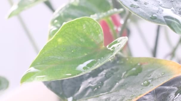 Падающие Капли Воды Красивом Зеленом Внутреннем Растении Распыление Увлажнение Растений — стоковое видео