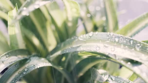 Piękny Powiększony Film Zieloną Rośliną Spryskaną Wodą Opieka Nad Roślinami — Wideo stockowe