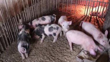 Kafeslerinde farklı cinsten yetişkin domuzlar var. Küçük, özel bir domuz çiftliği. Çiftleşen et domuzları