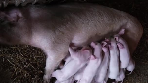 小灵巧的小猪躺在养猪场的笼子里 吃着母猪的奶 农场动物的繁殖 — 图库视频影像