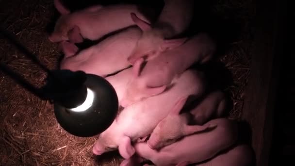 Nowonarodzone Prosięta Klatce Pod Lampą Oświetleniową Małe Świnki Farmie Świń — Wideo stockowe