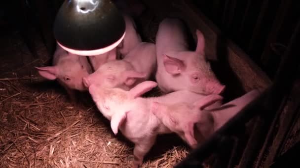 Pequeños Lechones Rosados Una Granja Animales Pueblo Industria Agrícola — Vídeo de stock