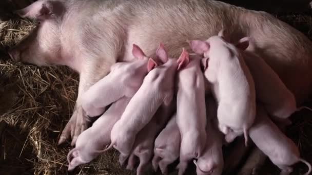 Mulți Purceluși Mici Fermă Hrănesc Laptele Mamei Porcului Reproducerea Purceilor — Videoclip de stoc