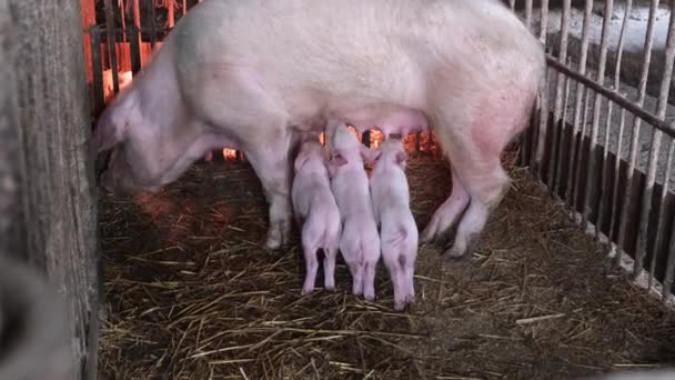 Küçük Domuzcuklar Kafesteki Anne Domuzdan Süt Yerler Yavru Domuzları Besliyor — Stok video