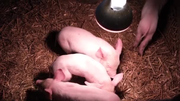 Рожеві Свині Тваринницькій Фермі Під Лампою Опалення Освітлення Тваринництво — стокове відео