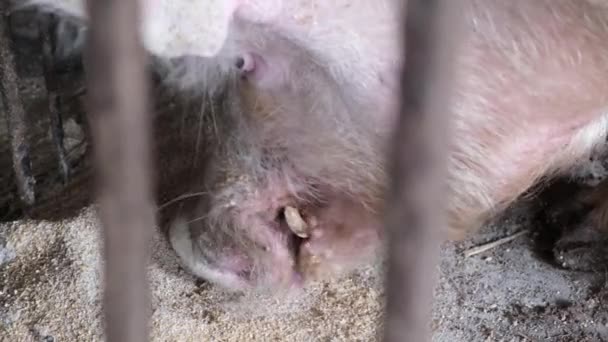 Close Grande Porco Sujo Comendo Comida Sua Gaiola Alimentação Suínos — Vídeo de Stock