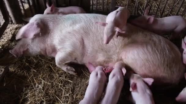 Małe Świnki Jedzą Mleko Matki Karmienie Małych Prosiąt Rozmnażanie Mięsnych — Wideo stockowe