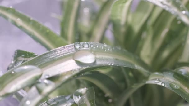 水滴と緑の屋内植物 葉緑素だ 有用な屋内植物 高品質のフルHd映像 — ストック動画