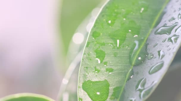 在模糊的背景上 一个潮湿的菲克斯叶子的宏观视频 绿叶有水滴的家庭植物的绿叶 — 图库视频影像