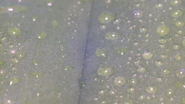緑の葉のマクロ上の明確な雨水の美しい滴 自然の中で葉の美しい質感 自然背景 — ストック動画