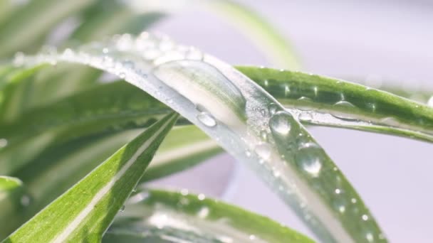 Powiększenie Obrazu Kropel Deszczu Spływających Zielonym Liściem Rośliny Rośliny Źródłem — Wideo stockowe