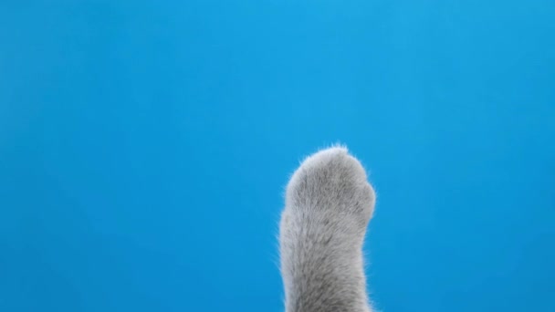 Забавные Прикосновения Серой Кошки Лапы Синем Экране Кошки Лапают Хромаки — стоковое видео