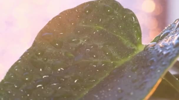 Rozstřikování Vody Zelený Čerstvý List Rostliny Ozářený Slunečním Světlem Řádná — Stock video