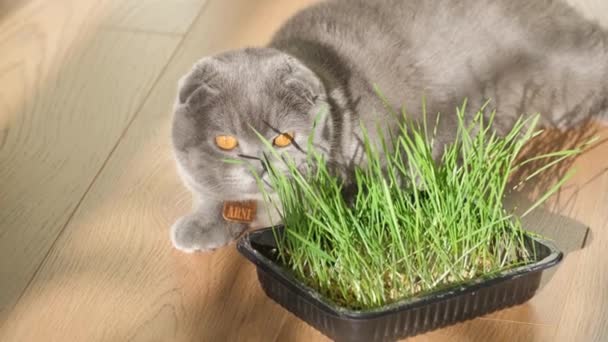 为了猫的健康而发芽的燕麦 灰猫喜欢吃青草 4K视频 — 图库视频影像